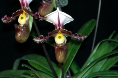Paph. tranlienianum